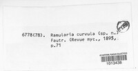 Ramularia curvula image